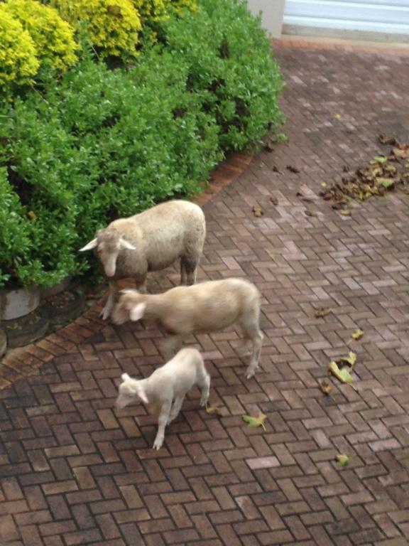 スティル・ベイWaterryk Eco Guest Farmアパートメント エクステリア 写真